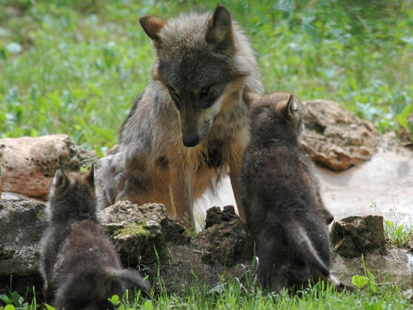 Visite libre du Parc