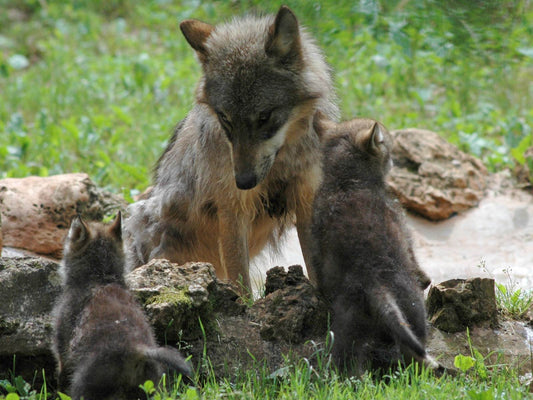 Visite libre du Parc